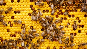 ‘Bee Day’ is every day for farmers